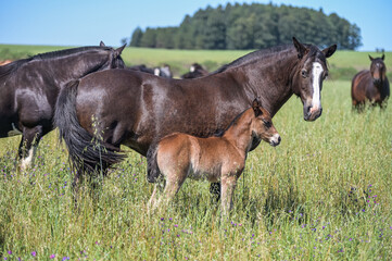 Fototapeta premium Cavalos no campo