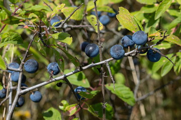 Blackthorn sloe or prunus spinosa growing on a tree branch