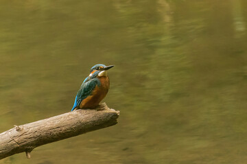 cute kingfisher on a branch