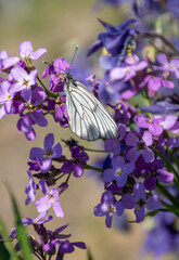 butterfly on the flower