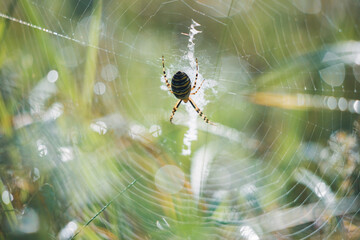 żółto czarny pająk na sieci o poranku w lecie rosa