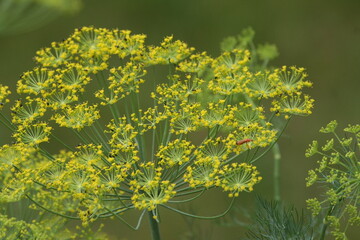 blühender Dill