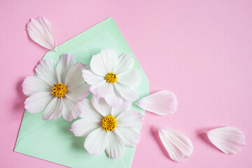 White flowers of cosmos in a light green envelope on a pink background. Postcard for congratulations, space for text.