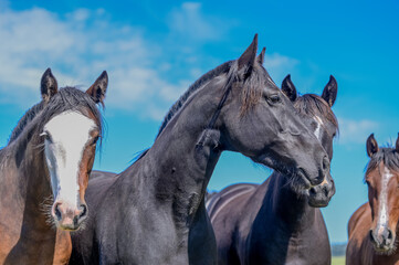 Fototapeta na wymiar Cavalos no campo