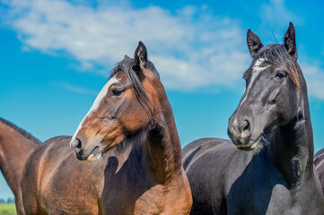 Fototapeta na wymiar Cavalos no campo