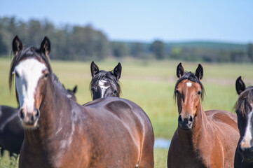 
Cavalos no campo