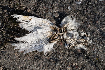 Deceased white dove