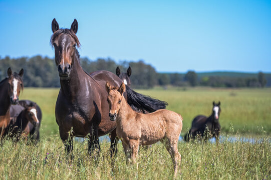 Criollo Bilder Durchsuchen 3,522 Archivfotos, und