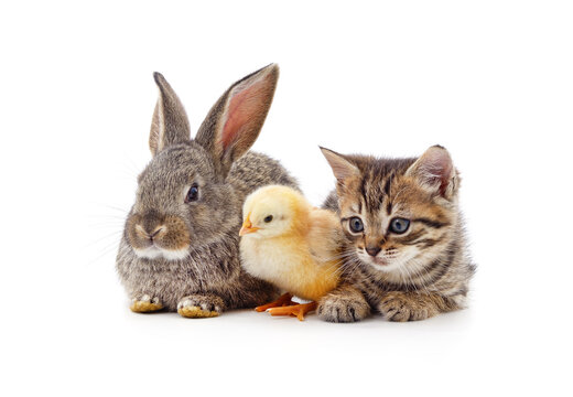 Kitten and chicken with a rabbit.