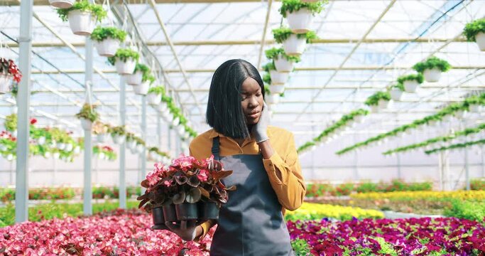 Portrait of pretty African American young woman seller working in garden center walking indoor holding flower pot selecting plants. Greenhouse job, gardening, small business, floral shop concept