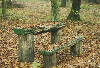bench in the autumn forest