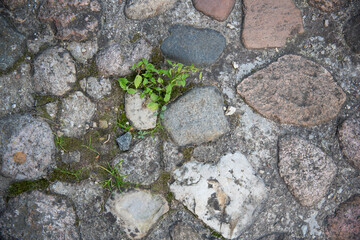 Old gray stone wall, old gray stone road, with green grass. Background picture.