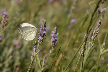 Kohlweißling auf Lavendel