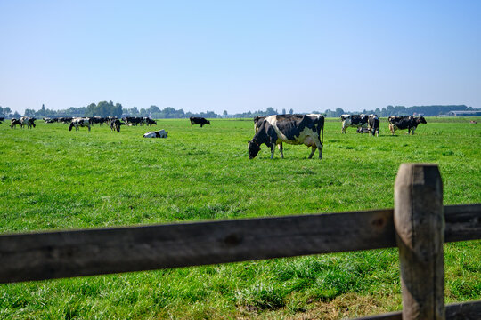 The Netherlands,Sep 8,2021-Cows in pasture with farm in the background. Dutch government wants to expropriate farmers to reduce livestock to solve the nitrogen crisis for housing and road construction