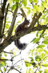 Eichhörnchen sitzt auf einem Ast, 