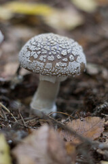 mushrooms in the forest