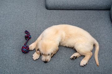 Male golden retriever puppy playing with a rope on the couch in the living room of the house.