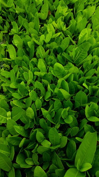 Full Frame Shot Of Fresh Green Plants