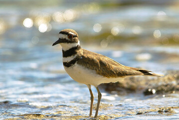 Killdeer, a shore bird, standing on the beach