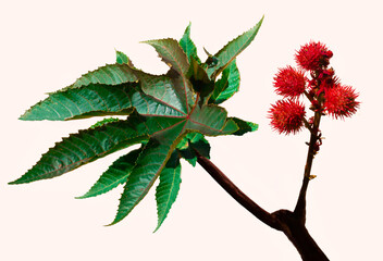 Castor oil plant in red colour with fresh green leaves against ivory background. Minimal organic...