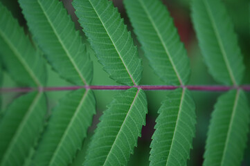 Gemeine Esche (Fraxinus excelsior) grünes Blatt Detailaufnahme