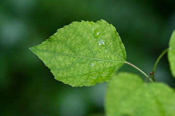 Grünes Blatt mit Wassertropfen im Frühling