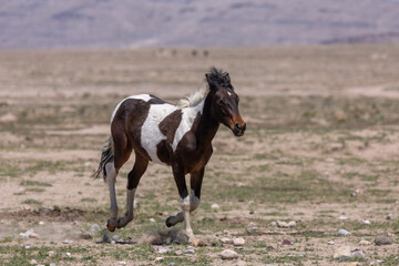 Cute Wild Horse Foal in the Utah Desert