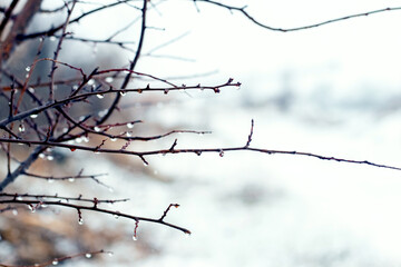 Fototapeta na wymiar Tree branch with raindrops in winter forest during thaw