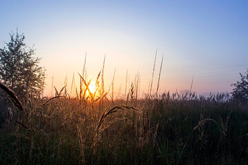 Summer grass on sunrise background. Golden hour.