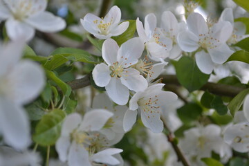 tree blossom