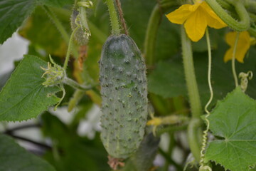 cucumbers in the garden