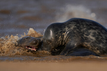 Fototapeta premium Grey Seal (Halichoerus grypus) play fighting off the coast of Lincolnshire in England, United Kingdom
