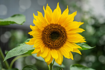 Close-up of bright blooming sunflower head in nature