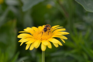 bee on flower