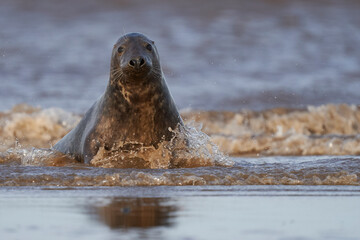 Grey Seal (Halichoerus grypus) in the surf off the coast of Lincolnshire in England, United Kingdom