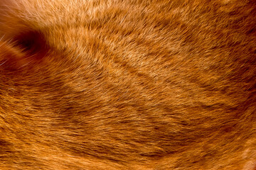 Yellow cat fur texture background.