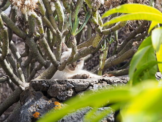 a white cat lies on a black volcano stone, hidden behind a green plant, the cat has blue eyes, a green plant in the foreground, sunshine.