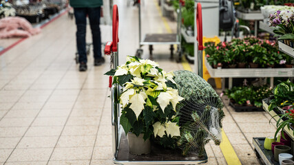 Buying pointensia flowers in a flower shop - 458328068