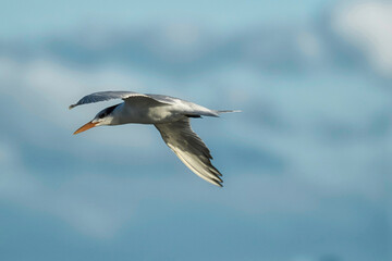 Common Tern in flight 