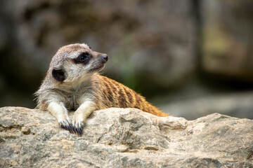 Erdmännchen mit Seitblick