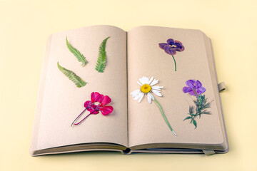 Herbarium of diverse pressed dried plants on sheets of vintage notebook, herbalist. Botanical set...