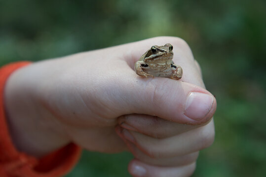 A small frog in a child's hand. Close up: a child holds a frog in his hand