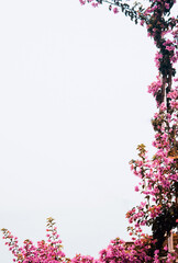 Floral frame of pink bougainvilleas, Amalfi coast theme, vertical, copy space, book cover, social media background