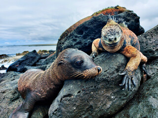 Iguana and sea lion over lava rock in galapagos islands