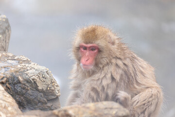 Monkey Looking Away On Rock