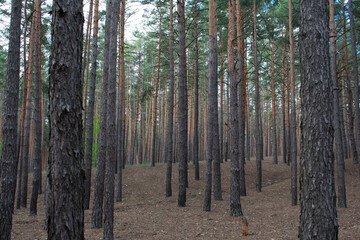 View of the pine high forest