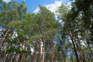 Spring view of pine forest