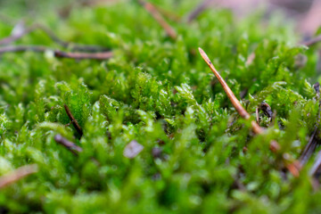 Blooming moss in a pine forest