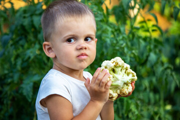 The child holds information vegetables in his hands. Vegetables in a bowl on the farm. Organic product from the farm.