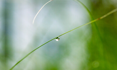 Raindrop on Long Grass